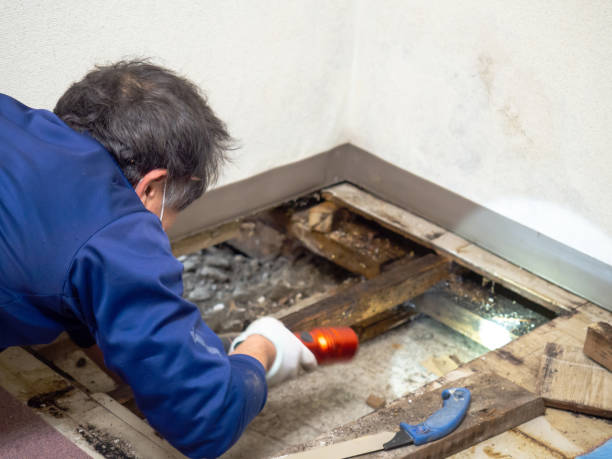 Best Affordable Mold Removal  in Council Grove, KS