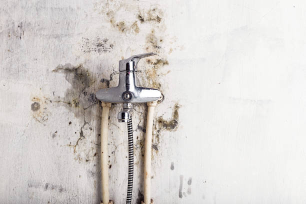 Best Emergency Mold Removal  in Council Grove, KS