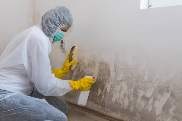 Best Commercial Mold Removal  in Council Grove, KS