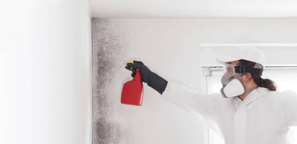 Best Home Mold Removal  in Council Grove, KS