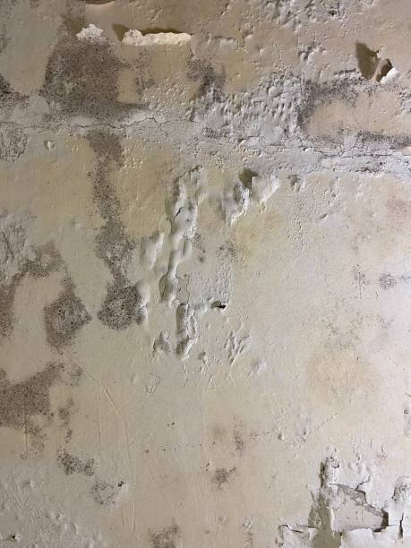 Best Crawl Space Mold Removal  in Council Grove, KS
