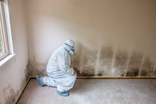 Best Home Mold Removal  in Council Grove, KS