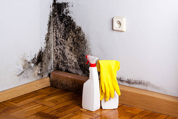 Best Black Mold Removal  in Council Grove, KS