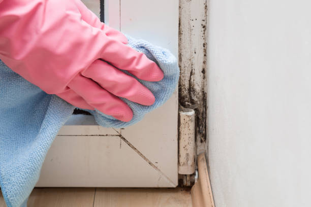 Best Mold Testing  in Council Grove, KS